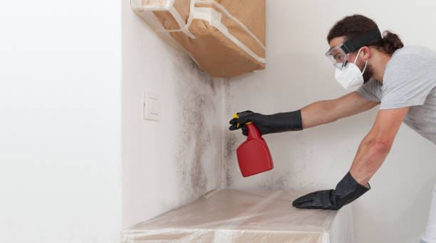 Professional Black Mold Removal technician working in Hudson, IL
