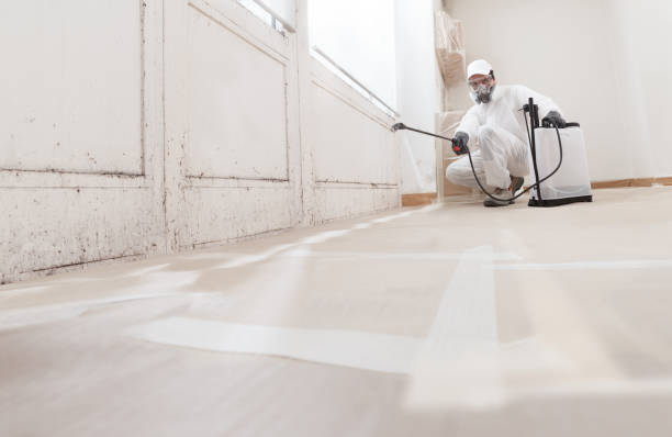 24/7 Emergency Black Mold Removal experts in Hudson, IL