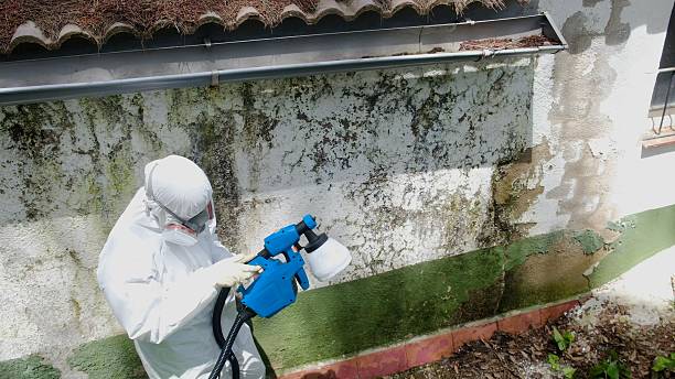 Trusted Black Mold Removal service in Hudson, IL - Cheap Mold Removal